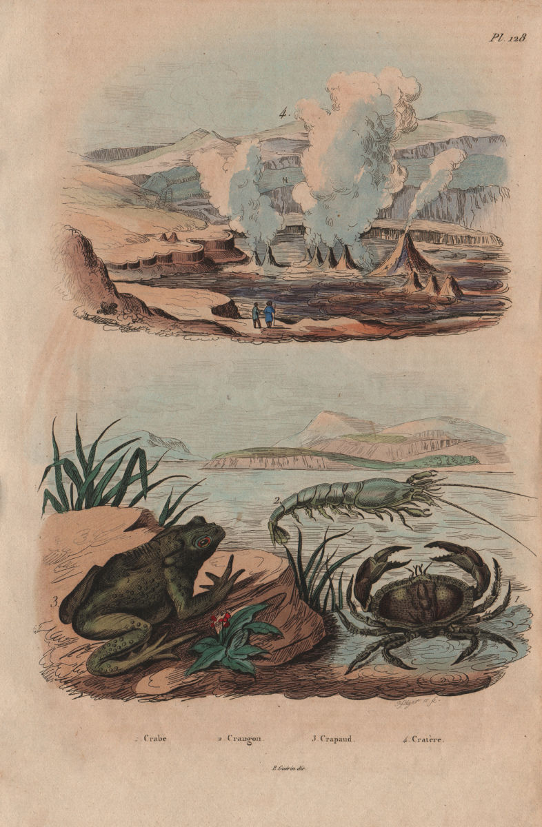 Crabe (Crab). Crangon (caridean shrimp). Crapaud (Toad). Geysers 1833 print